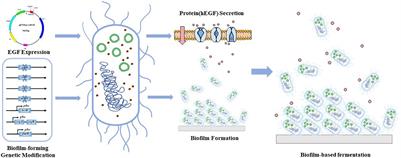 Continuous Production of Human Epidermal Growth Factor Using Escherichia coli Biofilm